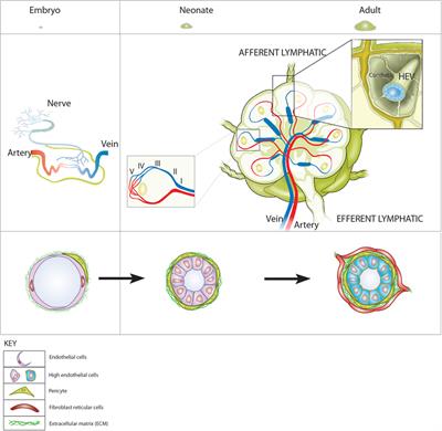 High Endothelial Venules and Other Blood Vessels: Critical Regulators of Lymphoid Organ Development and Function